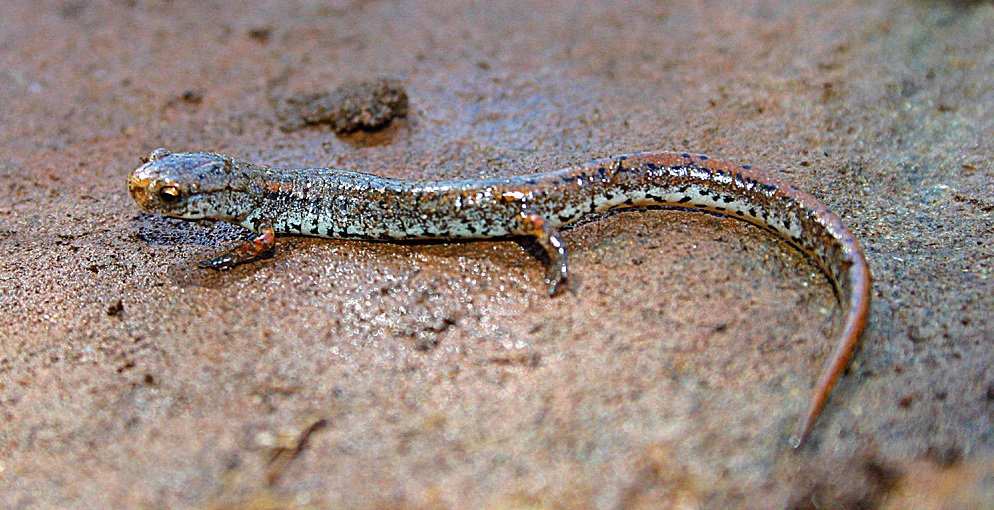 Four-toed salamander (Hemidactylium scutatum). Four-toed salamander (Hemidactylium scutatum). Credit: Rick Koyal